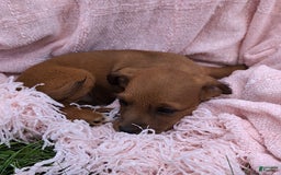 Jackapoo dogs for sale: Violet - Image 1