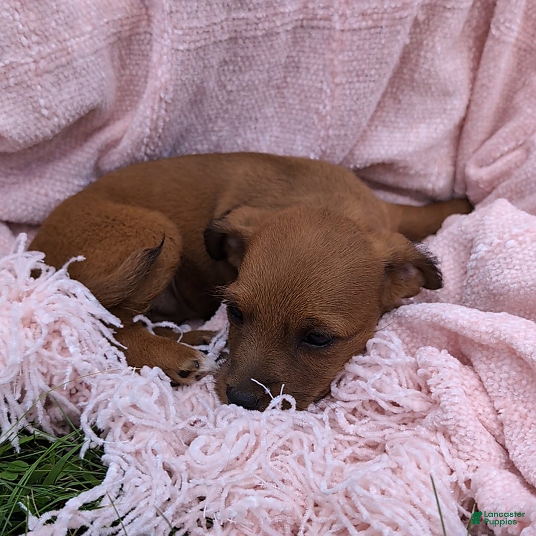 Jackapoo dogs for sale: Violet - Image 1