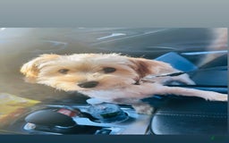 Morkie dogs for sale: Jayce - Image 1