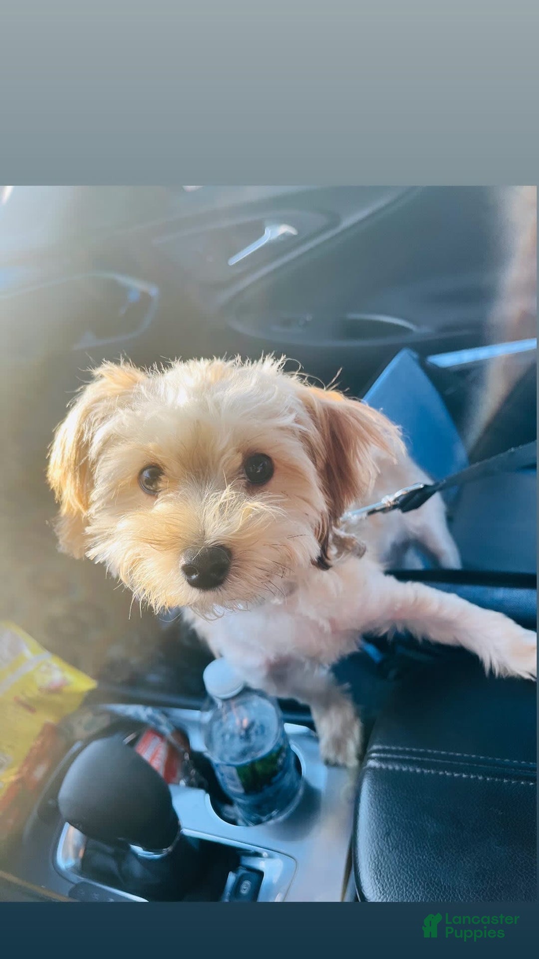Morkie dogs for sale: Jayce - Image 1