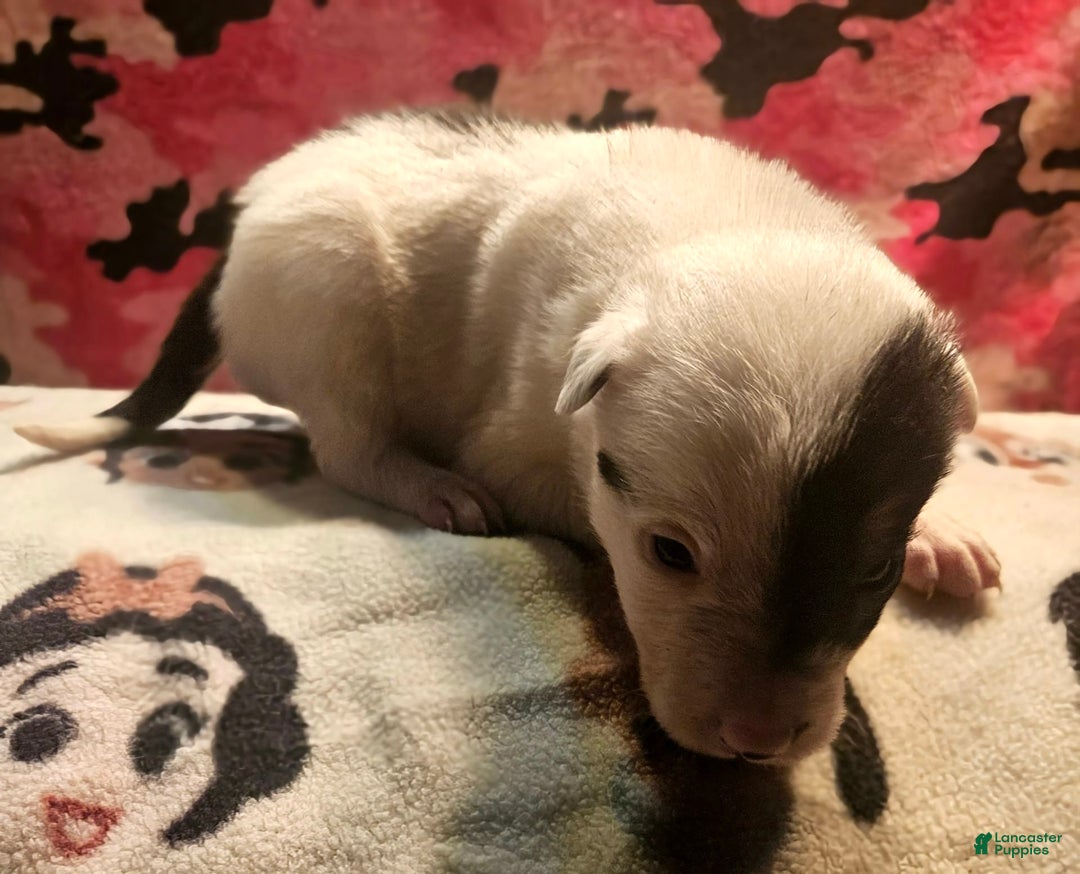 Border Collie dogs for sale: Gumbi - Image 6