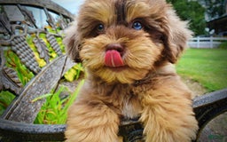 Havapoo dogs for sale: Domino - Image 13
