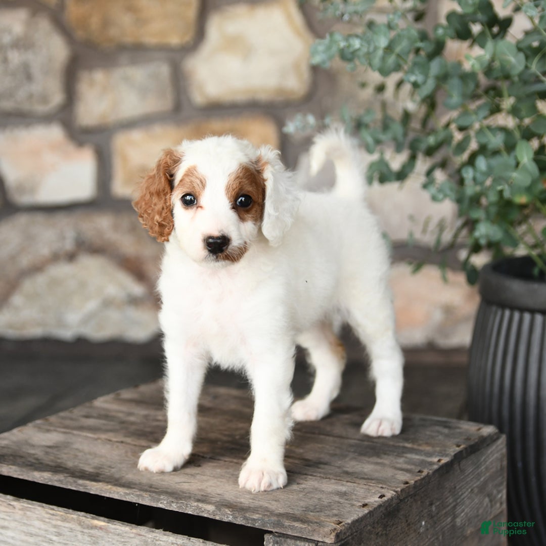 Mini Goldendoodle dogs for sale: Mini Marshmallow - Image 2