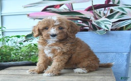Mini Goldendoodle dogs for sale: Pollu - Image 4
