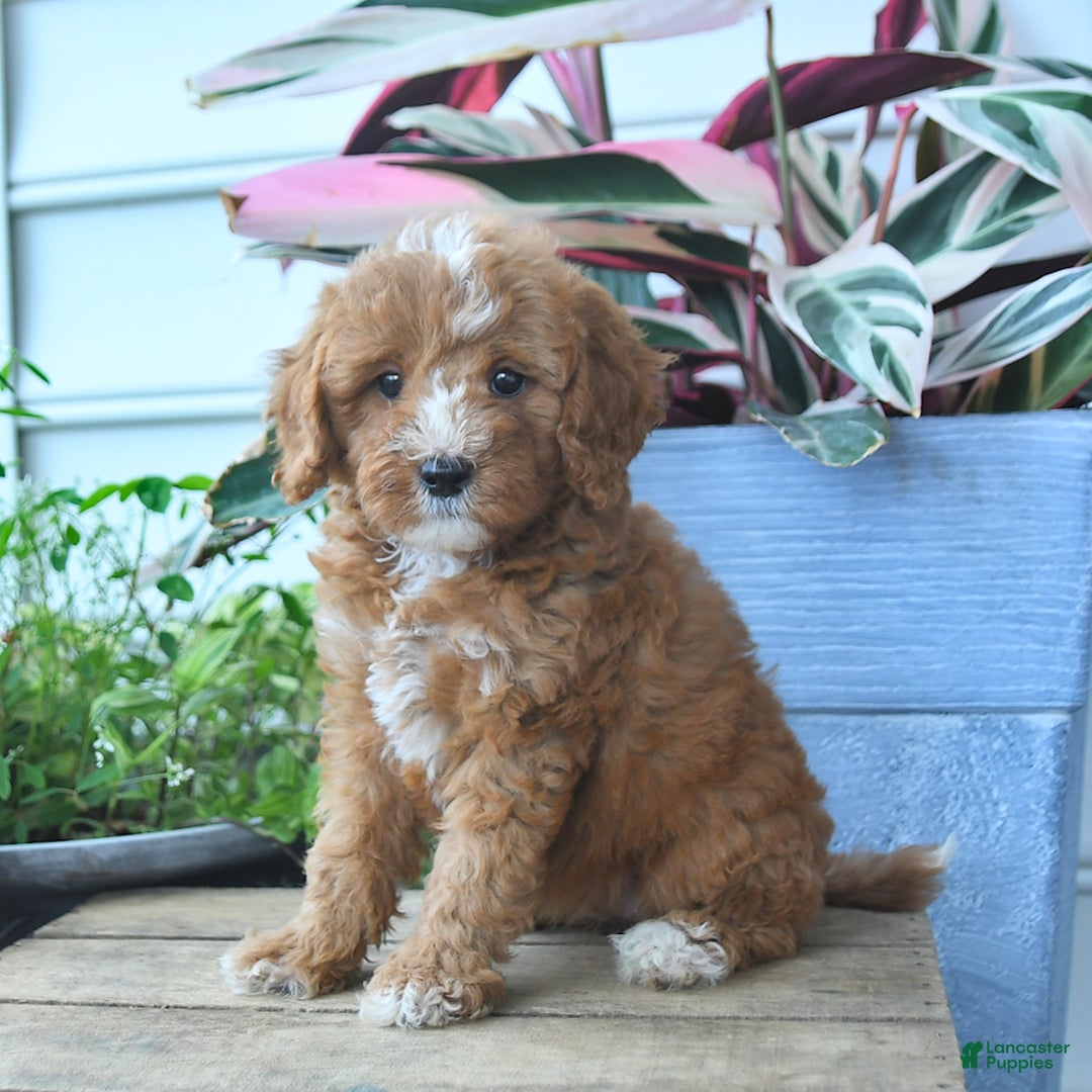 Mini Goldendoodle dogs for sale: Pollu - Image 4