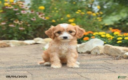 Cavapoo dogs for sale: Asia - Image 4