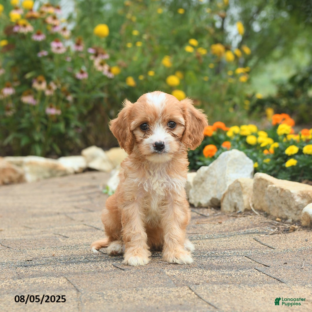 Cavapoo dogs for sale: Asia - Image 4