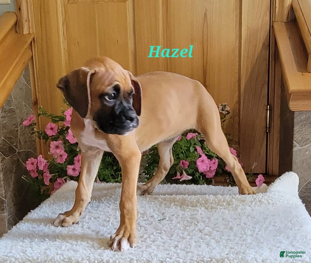 Boxer dogs for sale: Hazel - Image 8