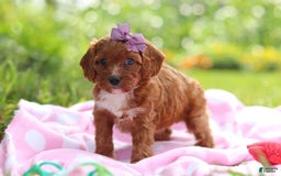 Cavapoo dogs for sale: Polly - Image 3