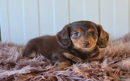 Miniature Dachshund dogs for sale: Roseabelle - Image 5