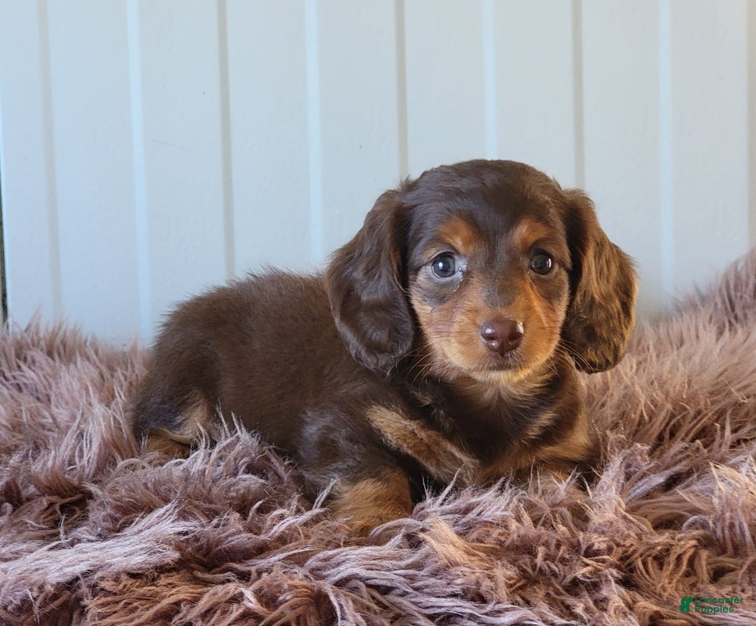 Miniature Dachshund dogs for sale: Roseabelle - Image 5