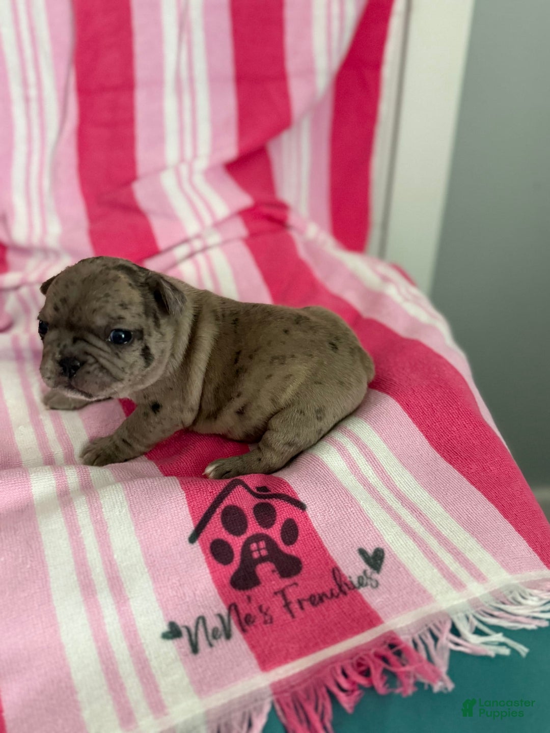French Bulldog dogs for sale: Akc Blue Merle - Image 5