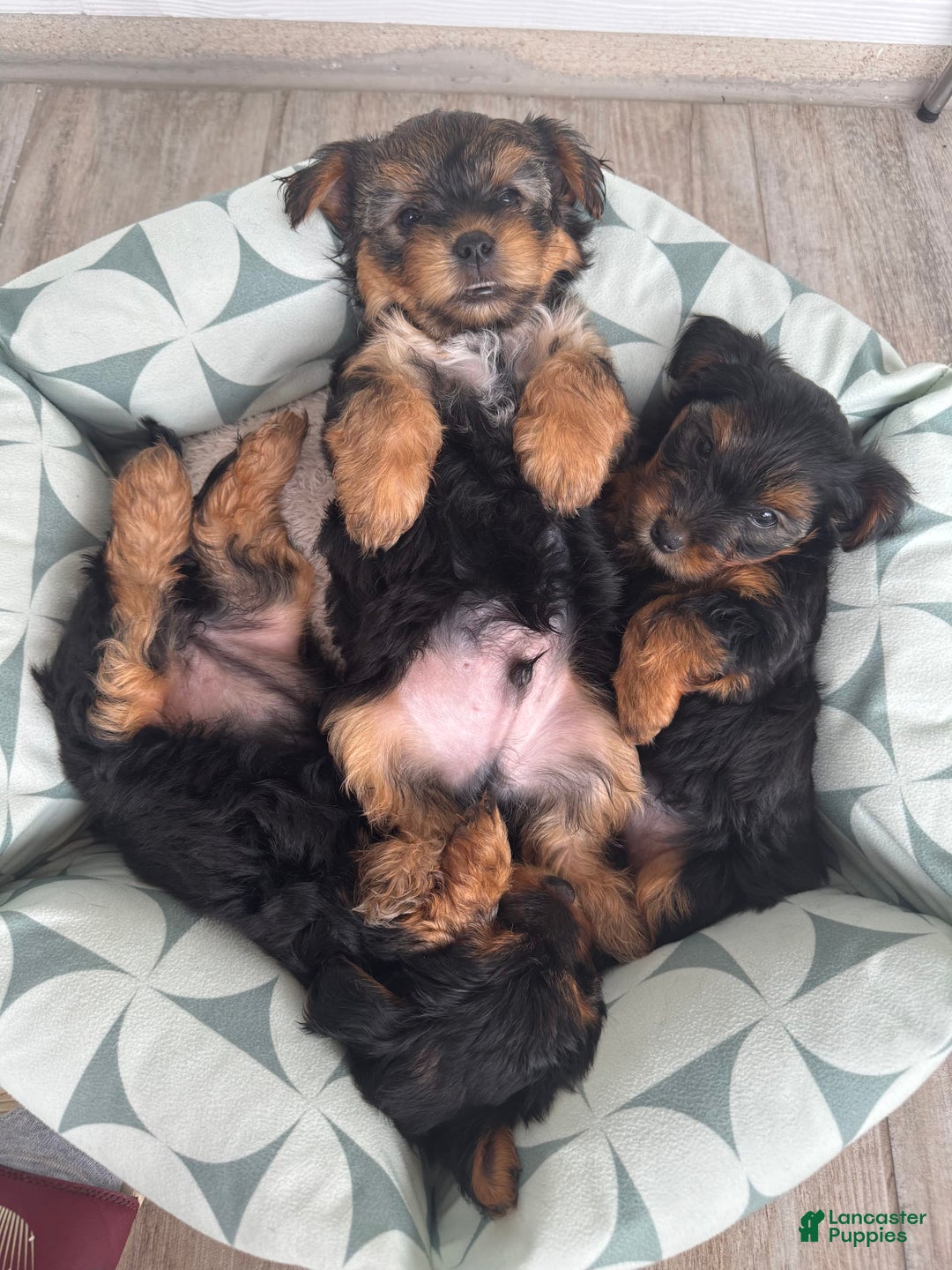 Yorkshire Terrier dogs for sale: Female / Yellow Collar - Image 6