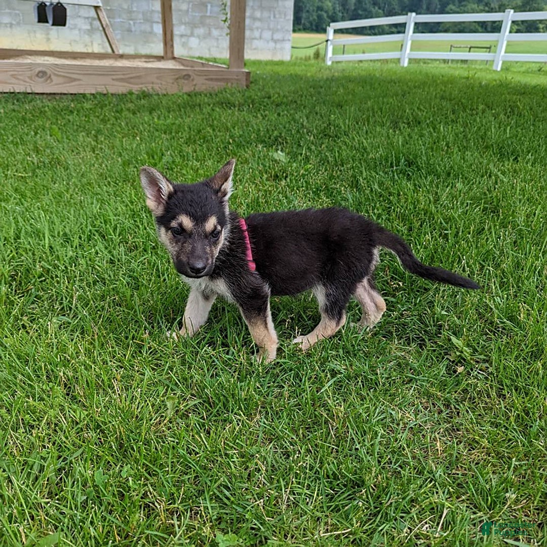 German Shepherd dogs for sale: Shania - Image 2