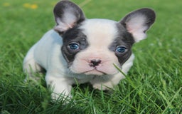 French Bulldog dogs for sale: Stiles - Image 8