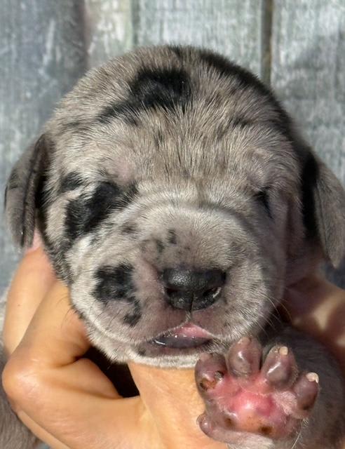 Kim - Black Merle