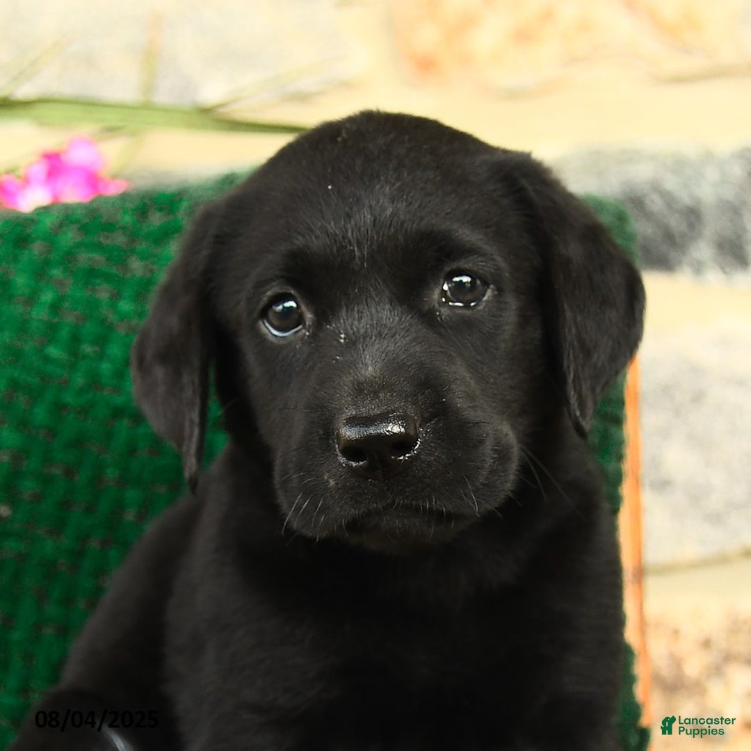 Labrador Retriever dogs for sale: Tiramisu - Image 3