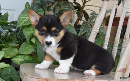Welsh Corgi Pembroke dogs for sale: Flora - Image 2