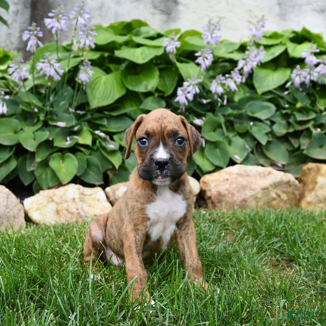 Boxer dogs for sale: Dallas - Image 1