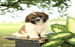 Shih Tzu dogs for sale: Lulu - Image 4