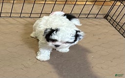 Shihpoo dogs for sale: Oreo - Image 7