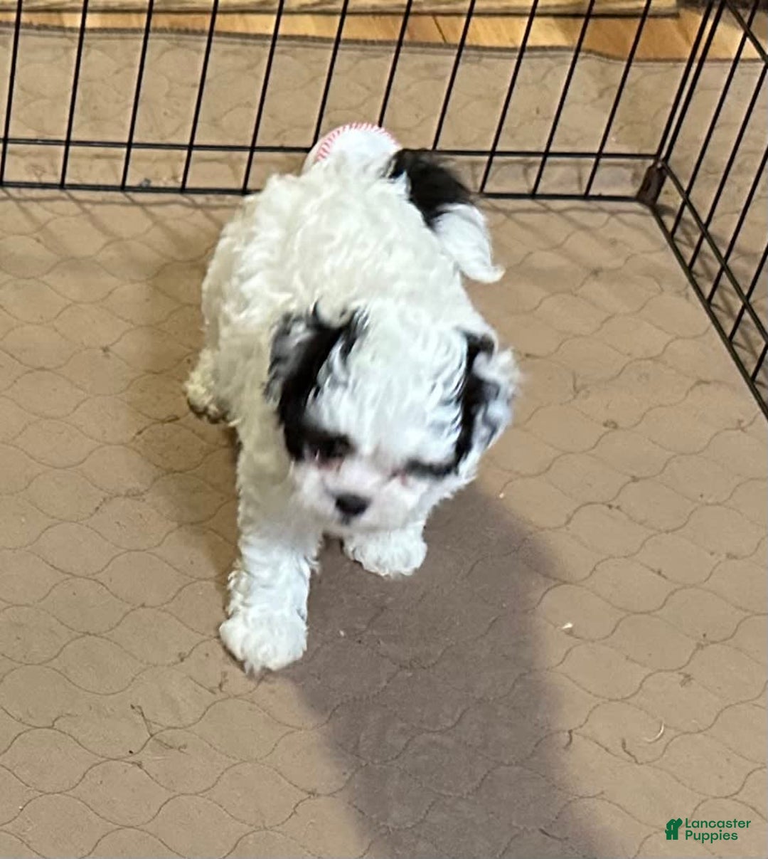 Shihpoo dogs for sale: Oreo - Image 7