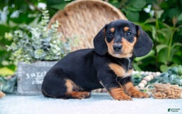 Miniature Dachshund dogs for sale: Onyx - Image 6