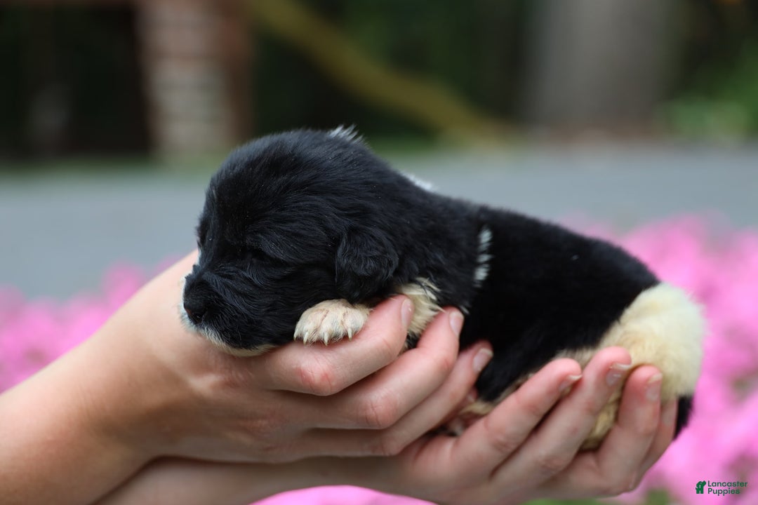 Newfoundland dogs for sale: Willow - Image 4