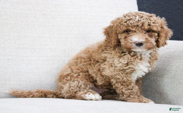 Miniature Poodle dogs for sale - Ad 1