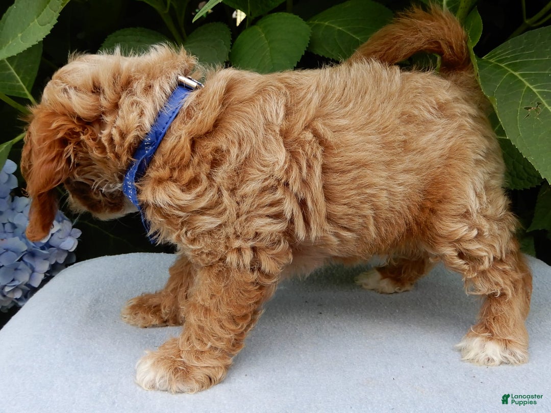 Cavapoo dogs for sale: Tux - Image 3