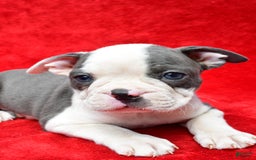 Boston Terrier dogs for sale: Jethro - Image 3