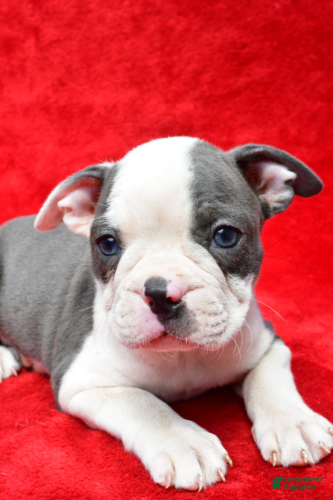 Boston Terrier dogs for sale: Jethro - Image 3