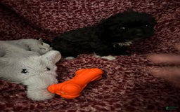 Teddy Bear dogs for sale: Ruby - Image 4