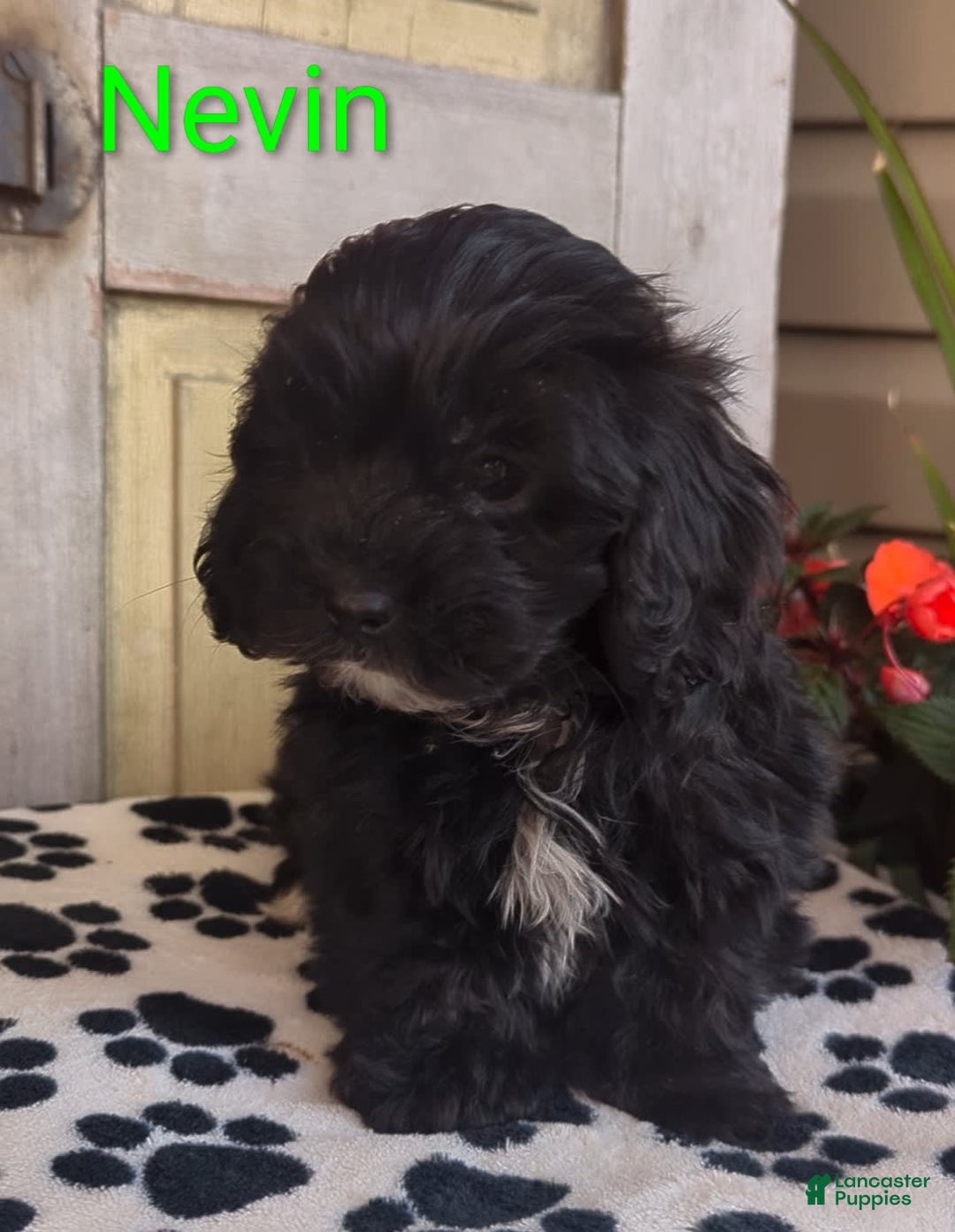 Shih Tzu dogs for sale: Nevin - Image 2