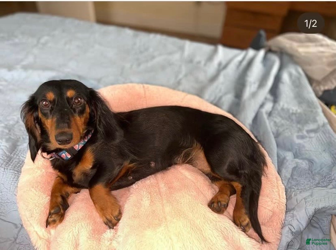 Miniature Dachshund dogs for sale: Hottie - Image 5