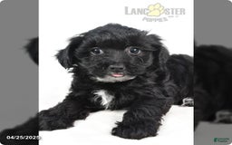 Yorkiepoo dogs for sale: Royal - Image 4