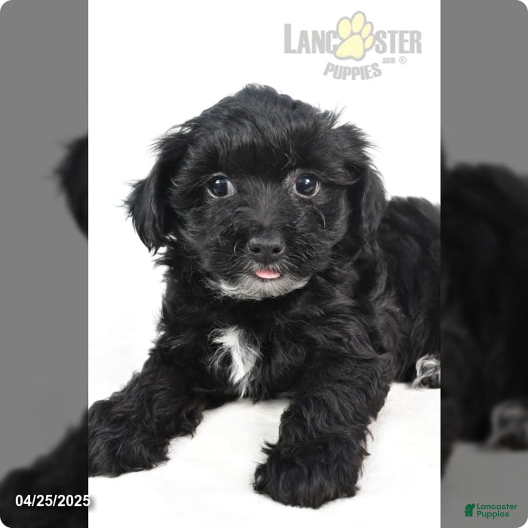 Yorkiepoo dogs for sale: Royal - Image 4