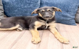 Miniature Australian Shepherd dogs for sale: Stella - Image 3