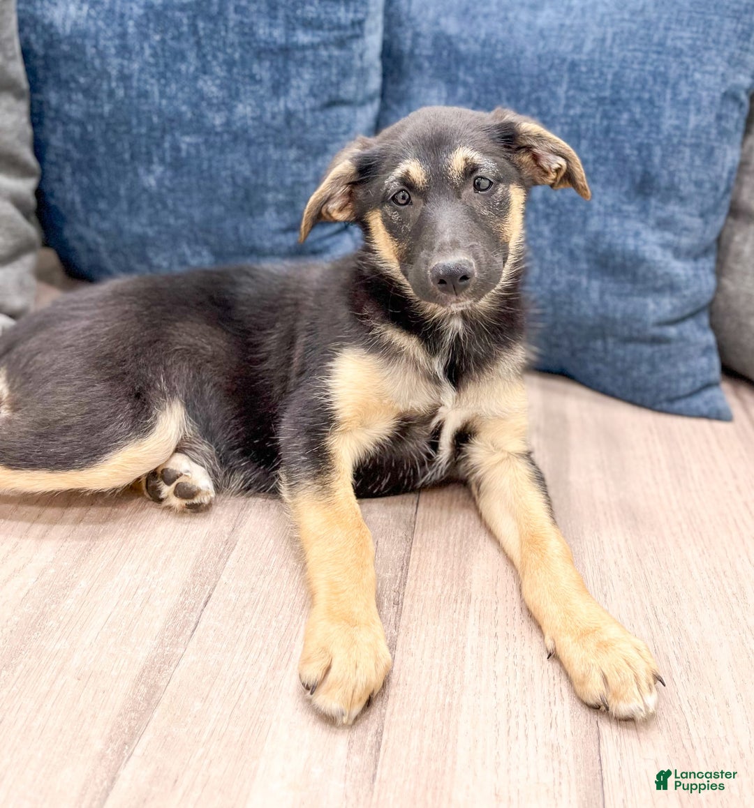 Miniature Australian Shepherd dogs for sale: Stella - Image 3