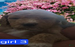 Goldendoodle dogs for sale: Lulu - Image 1