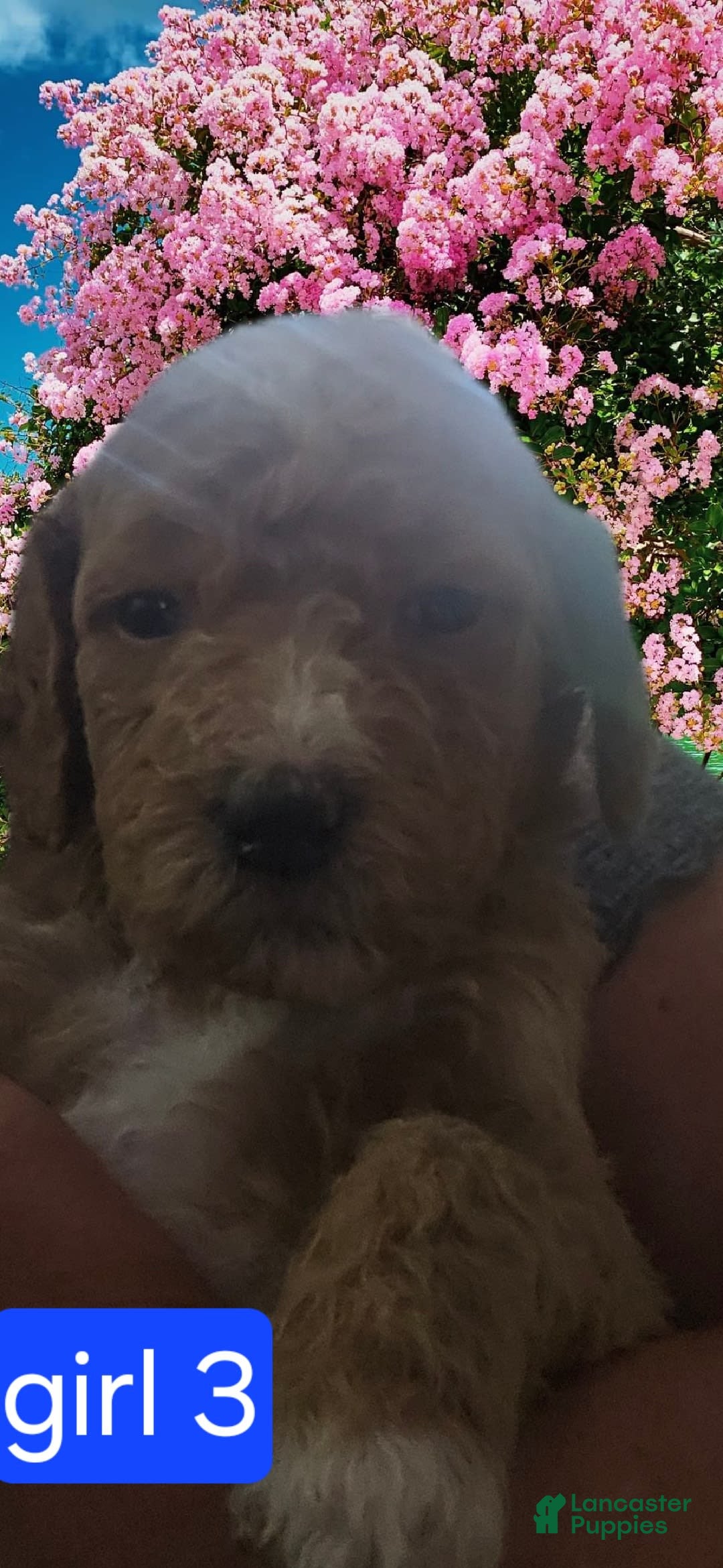 Goldendoodle dogs for sale: Lulu - Image 1