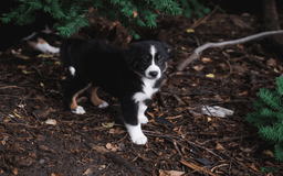 Australian Shepherd dogs for sale: Australian Shepherd 4 puppies - Image 3