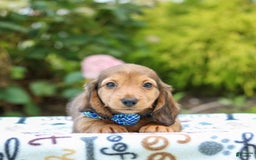 Miniature Dachshund dogs for sale: Rusty - Image 1