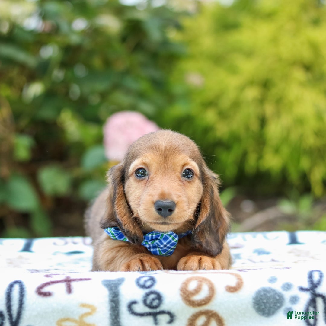 Miniature Dachshund dogs for sale: Rusty - Image 1
