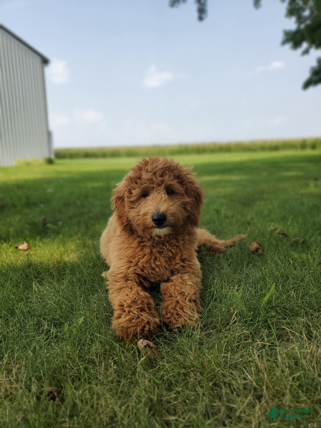 Mini Goldendoodle dogs for sale: Milo F1b - Image 24