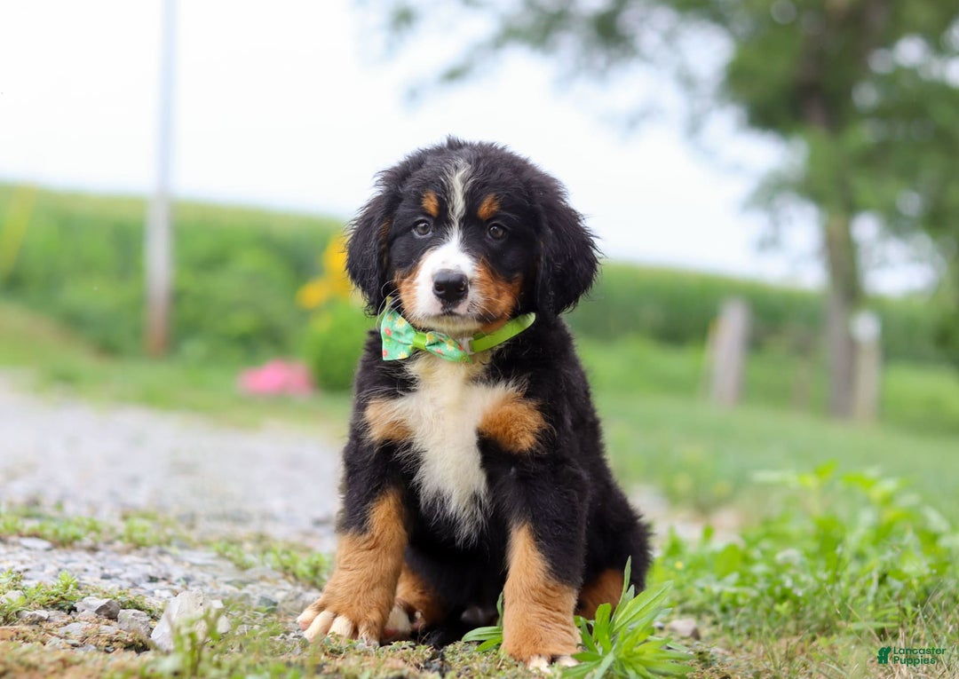 Bernese Mountain Dog dogs for sale: Bernese Mountain Dog 6 puppies - Image 10
