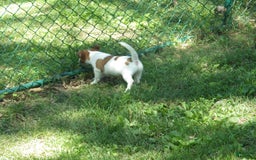 Jack Russell Terrier dogs for sale: Fillmore - Image 5