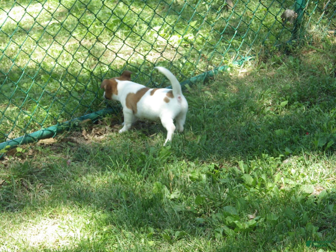 Jack Russell Terrier dogs for sale: Fillmore - Image 5