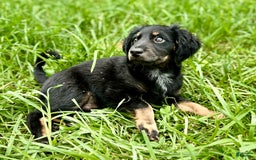 Dachshund dogs for sale: Molasses - Image 3