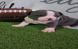 American Bully dogs for sale: Ashley - Image 5